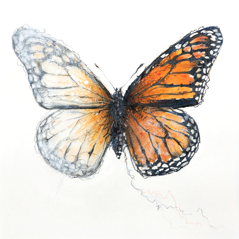 
Wintering Monarch, Watercolour Mixed Media - 2024, (15" x 15")