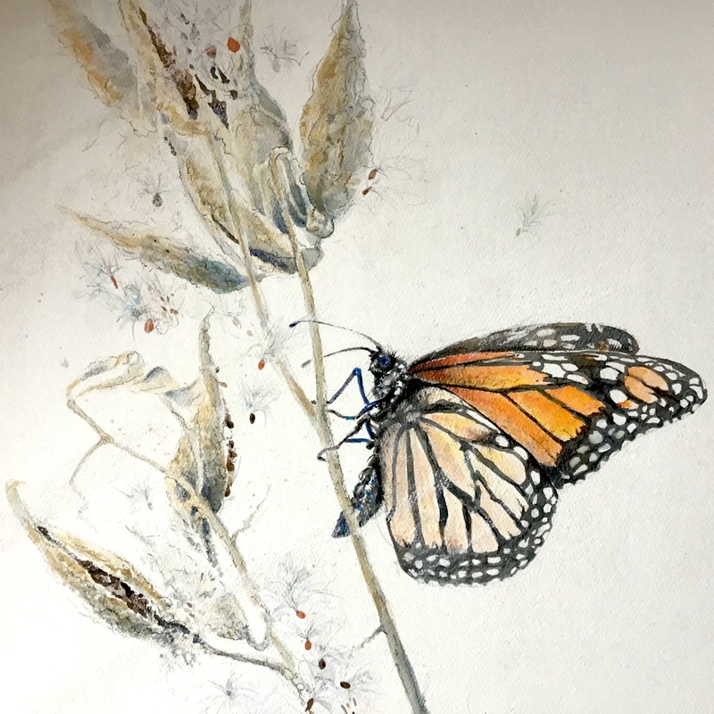 Monarch Roughing It  - 2022 Watercolour,
(22" x 22")