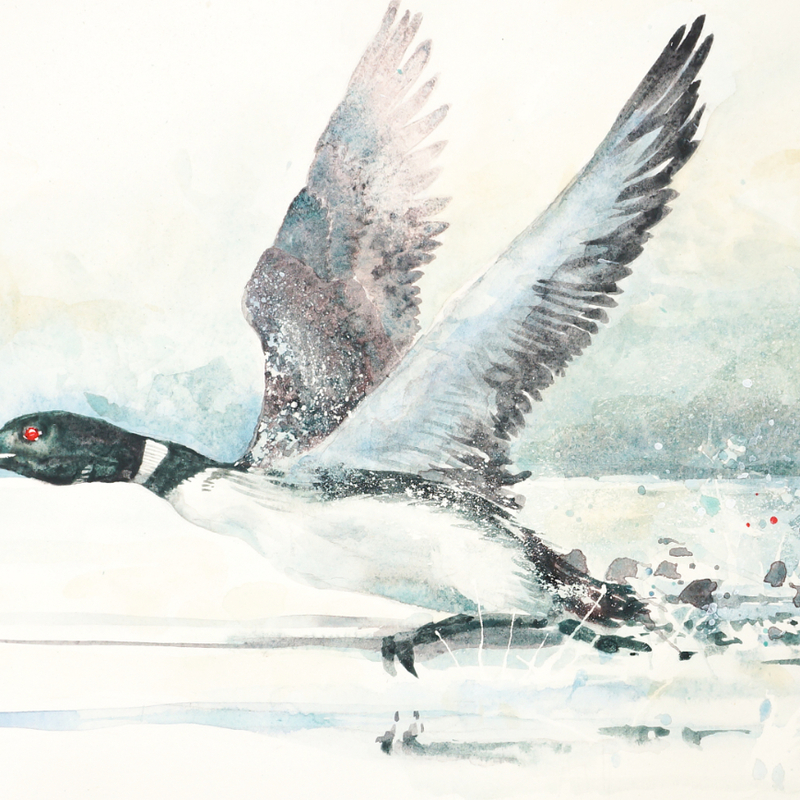 Loon Taking Off,
Watercolour - 2024, (21" x 9”)